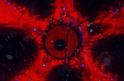 evil eye , toxic sea urchin , kbr , indonesia.f100 and 10... by Gregory Grant 